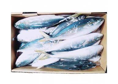 Cá cam nhập khẩu