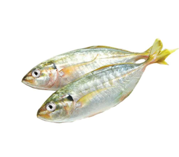 Cá bạc má 