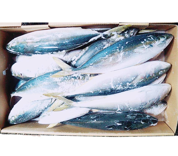 Cá cam nhập khẩu