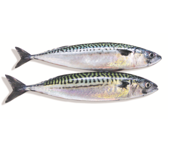 Cá Saba nhập khẩu